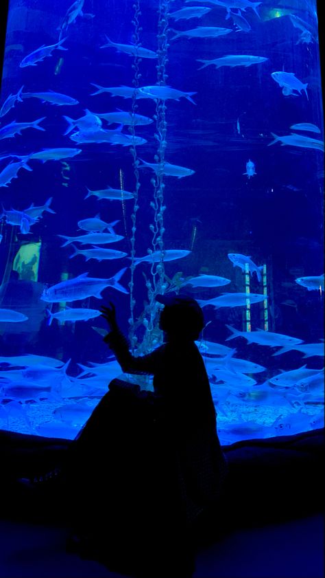 Jakarta Aquarium, Blue Aquarium, Aquarium Photos, Ootd Idea, Sea Aquarium, Fish Silhouette, World Water Day, Water Day, Story Ig