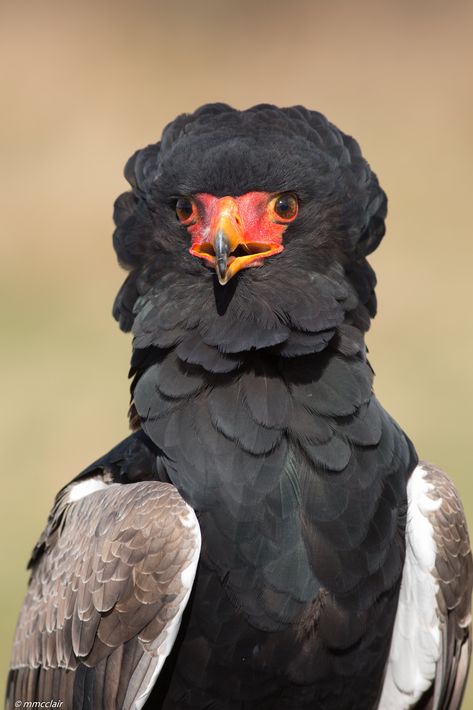 https://flic.kr/p/TmtGxX | Bateleur Eagle | Zeus the Bateleur  Eagle www.worldofwings.co.uk Bateleur Eagle, Raptors Bird, Eagle Bird, Real Nature, Animal Study, Pretty Animals, Hive Mind, Big Bird, Cute Wild Animals