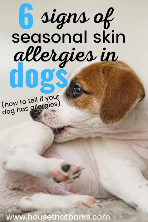 Discovering the crucial signs of skin allergies in dogs! Keep an eye out for these signs and stay informed to keep your pup happy and healthy! #dogallergies, #dogskinallergies, #skinallergies, #dogs, #doglovers, #doghealth Dog Dry Skin Remedy Itch Relief, Dog Itching Remedies Diy, Diy Itch Relief For Dogs, Dog Allergy Remedies Itch Relief, Dog Allergy Remedies, Allergy Relief For Dogs, Natural Itch Relief, Dog Allergies Remedies, Dog Itching Remedies