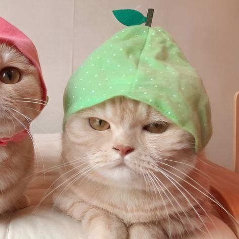 Cat Bff Profile, 2 Cats Matching Pfp, Matching Cute Cat Pfp, Match Dp For Couple, Lola Bunny And Bugs Bunny Matching Pfps, Cat Cp Pfp, Cute Matching Icons Best Friends, Matching Funny Pfp, Cat Matching Pfp Friends