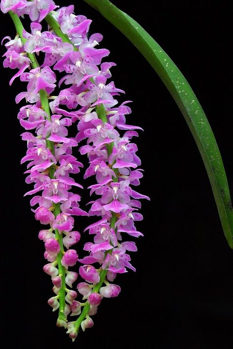 One of the few things that make me love Bihu in Assam Assamese Bihu Photography, Assam Bihu Pic, Bihu Assam Photography, Happy Bihu Images, Kopou Phool, Bihu Dance Photography, Bihu Assam Dance, Assam Culture Art, Foxtail Orchid