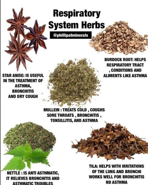 4,931 Likes, 139 Comments - Dr Sebi Approved (@drsebiapproved) on Instagram: “Happy holiday here is some information about the lungs and also respiratory system!  if you need…” Benefits Of Herbs, Natural Asthma Remedies, Asthma Remedies, Herbal Remedies Recipes, Medicinal Herbs Garden, Medical Herbs, Magia Das Ervas, Food Health Benefits, Magic Herbs