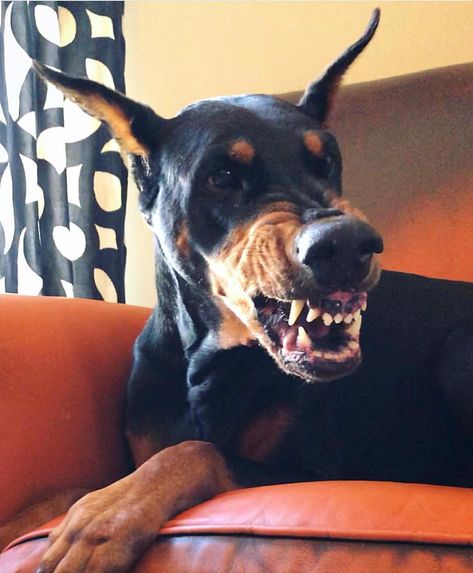 Before coffee... @veryvincenty Doberman Agressive, Doberman Pinscher Red, Doberman Pinscher Funny, Doberman Funny, Doberman Mix, Black Doberman, Doberman Love, Doberman Pinscher Dog, Scary Dogs