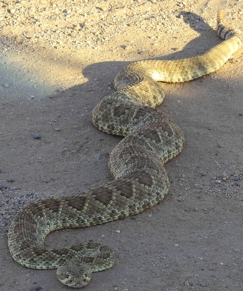 Mohave Rattlesnake (Crotalus scutulatus) 4 feet long, 7lbs. Desert Reptiles, Rattlesnake Rattle, Mojave Rattlesnake, Heebie Jeebies, Poisonous Spiders, Snake Photos, Venomous Snake, Snake Venom, Cute Snake