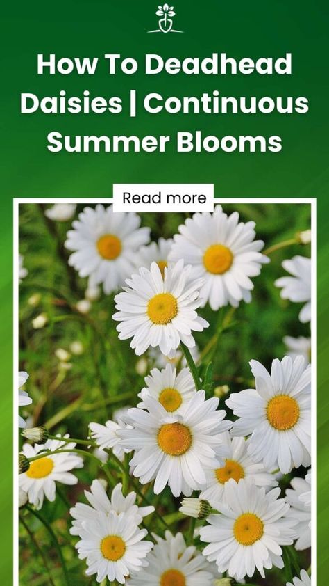 Daisies In Garden, Growing Daisies, Shasta Daisy Landscaping, Types Of Daisies, Deadheading Flowers, Gloriosa Daisy, Green Bug, Perennial Garden Plans, Daisy May