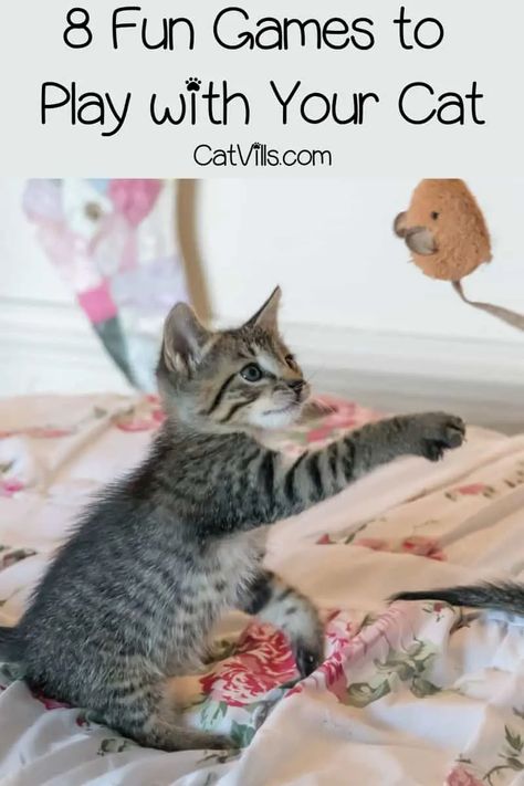 Kitty Tips, Kitten Training, Kitty Care, Puppy Things, Cat Behaviour, Fun Games To Play, Samwise Gamgee, Cat Tips, Cats Diy Projects