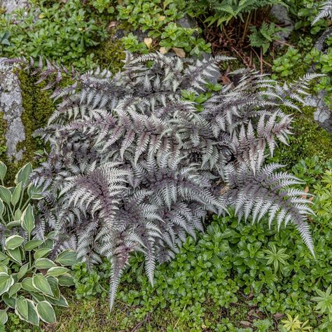 Shade loving variegated Japanese painted fern Athyrium niponicum ‘pictum’ has pastel like silver, red and green foliage. Japanese Fern, Painted Fern, Japanese Painted Fern, Silver Plant, Ferns Garden, Backyard Plants, Fern Plant, Plant Painting, Green Foliage