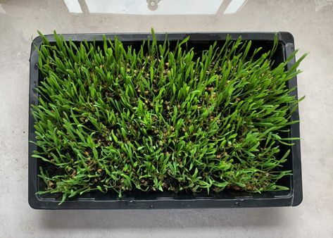 How To Grow Wheatgrass At Home ( with & without soil) - Alphafoodie Grow Wheat, Growing Wheat, Wheat Grass Shots, Growing Wheat Grass, Beet Smoothie, Avocado Chocolate, Organic Compost, Wheat Grass, Chocolate Mousse