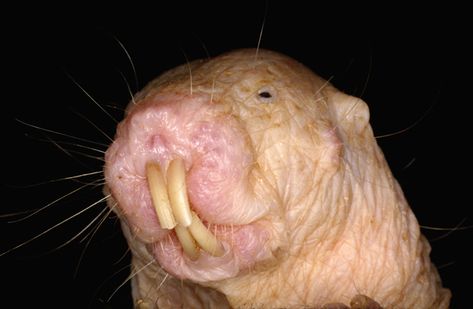 Portrait of a Naked Mole Rate with long teeth Ugliest Animals, Hairless Animals, Mole Rat, Ugly Animals, List Of Animals, Baby Giraffe, Weird Animals, Animals Of The World