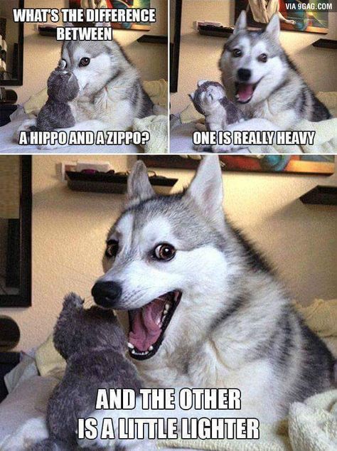 Pun Husky, Dog Puns, Dog Jokes, Bad Puns, Puppy Supplies, Happy Animals, Funny Animal Pictures, Dad Jokes, Animals Friends