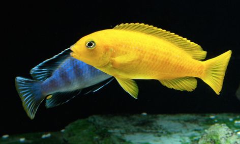 A pair of Pseudotropheus saulosi — the female is in the foreground. Image by Kevin Bauman. Mbuna Cichlids, African Cichlid Aquarium, Cichlid Aquarium, Freshwater Plants, Malawi Cichlids, Cichlid Fish, African Cichlids, Home Aquarium, The Aquarium