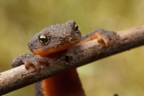 Rough skinned newt Rough Skinned Newt, Newt Lizard, Newt Aesthetic, Newt Animal, Newt Salamander, Salamanders, Interesting Animals, Gcse Art, Rough Skin