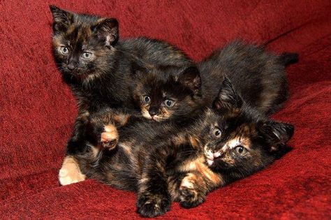 Torti kitten free-for-all Dilute Tortoiseshell Cat, Dilute Tortie, Tortoiseshell Cat, Söt Katt, Tortoise Shell Cat, Calico Cat, Ragdoll Cat, Cute Cats And Kittens, Pretty Cats