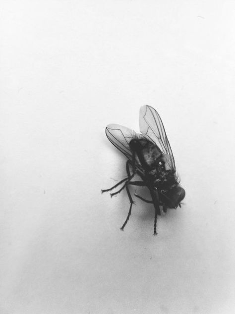 Dolores Abernathy, Black Fly, Fly On The Wall, Lord Of The Flies, Bioshock, Spirit Animal, Animal Photography, Animal Pictures, Photography Inspiration