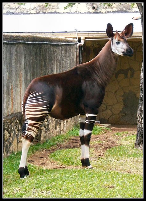 Okapi by shawn529 on DeviantArt Zebras Animal, Cool Animals, Animal Reference, Unusual Animals, Rare Animals, The Giraffe, Animal References, Animal Sketches, African Animals