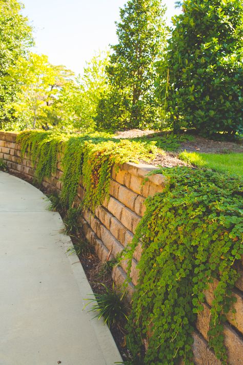 Beautiful archor diamond wall with spilling creeping raspberry Creeping Raspberry, Landscape Plants, Diamond Wall, Plant Ideas, Rock Wall, Block Wall, Landscaping Plants, Retaining Wall, Plant Wall