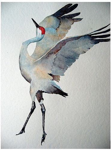 watercolor: sandhill crane | Flickr - Photo Sharing! Sandhill Crane, Watercolor Painting, Flight, Birds, White, Watercolour Painting