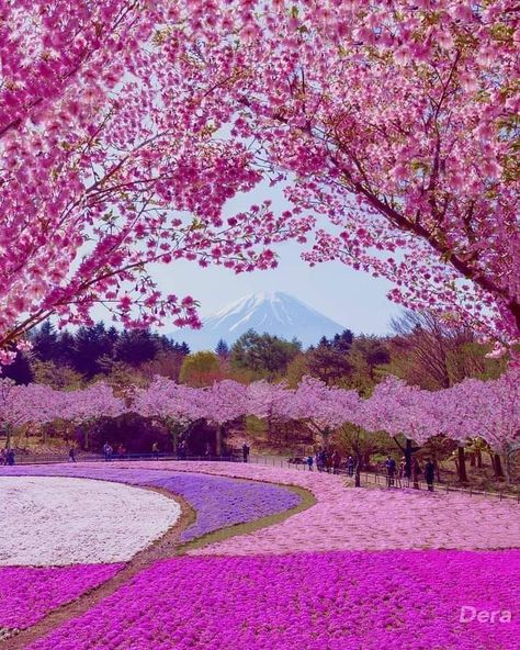 TAKA 🦋 (@holystone101) / Twitter Japan Famous Places, Japan Pictures, Famous Places, Cherry Blossom, Blossom, Cherry, Japan, On Twitter, Twitter