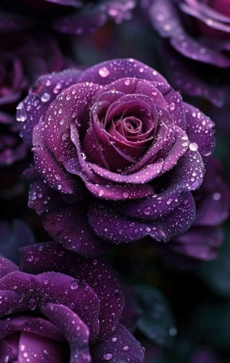 Purple View, Purple Roses Wallpaper, Watch Backgrounds, Valeria Lukyanova, Flowers Black Background, Love Rose Flower, Purple Flowers Wallpaper, Purple Bouquet, Roses Wallpaper