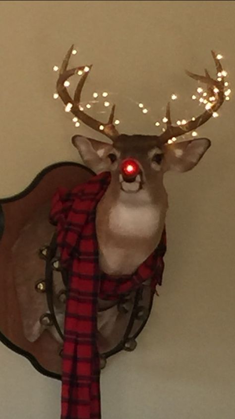 My all time favorite Christmas decoration!! Deer Head Christmas Decor, Deer Head Decor Christmas, Deer Mount With Christmas Wreath, Girly Deer Mount, Goat Taxidermy, Christmas Antlers, Where To Hang My Husband’s Deer Heads, Deer Mounts, Seasons Of The Year