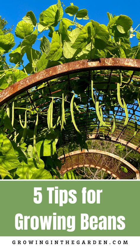 Growing Runner Beans, Planting Green Beans, Green Bean Trellis, Growing Bush Beans, Green Beans Garden, Grow Beans, Growing Peanuts, Green Bean Seeds, Bean Trellis