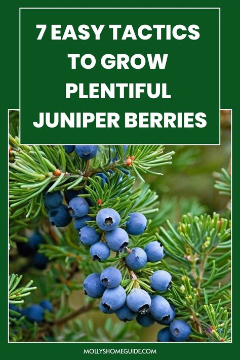 Discover the secrets of growing juniper berries with these expert tips and tricks. Learn how to cultivate your own juniper plants at home and harvest fresh, flavorful berries right from your garden. From choosing the right variety to providing optimal growing conditions, this guide covers everything you need to know to successfully grow juniper berries. Whether you're a seasoned gardener or just starting out, you'll find valuable insights and practical advice to help your juniper plants thrive. Juniper Plant, Juniper Bush, How To Make Gin, Plants At Home, Berry Plants, Spider Mites, Insecticidal Soap, Juniper Berries, Hobby Farm