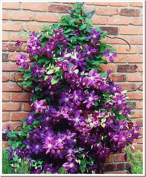 clematis | Another favorite vine that you will often find climbing arbors and mailbox posts is Clematis. Clematis varieties can bloom either in the fall or spring and evergreen varieties are also available. They produce a flush of flowers anywhere from 4 to 6 inches in diameter and come in a huge range of color choices. These are easily grown in zones 3-9. Clematis Varieties, Clematis Vine, Garden Vines, Have Inspiration, Climbing Vines, Flowering Vines, Climbing Plants, Lush Garden, Garden Cottage