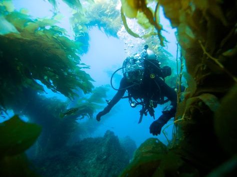 catalina island snorkel - Google Search ~Snorkling in Giant Kelp Forest~ Turquoise Ocean, Adventure Photos, Adventure Vacation, Beach Adventure, Catalina Island, Vacation Photos, Travel Photo, Scuba Diving, Ocean View