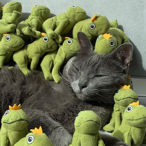 When Life Gives You Too Many Frogs… Frogs, Turtles, A Cat, Stuffed Animals, That Look, Dolls, The World, Funny, Animals