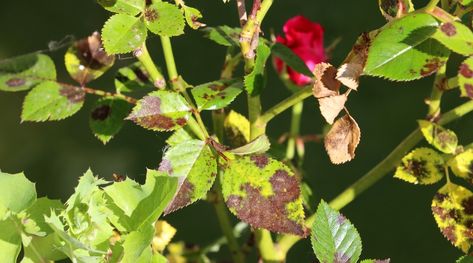 Rose Diseases, Black Spot On Roses, Japanese Beetles, Rose Care, Growing Roses, Flower Gardens, Rose Bush, Spray Roses, Garden Pests