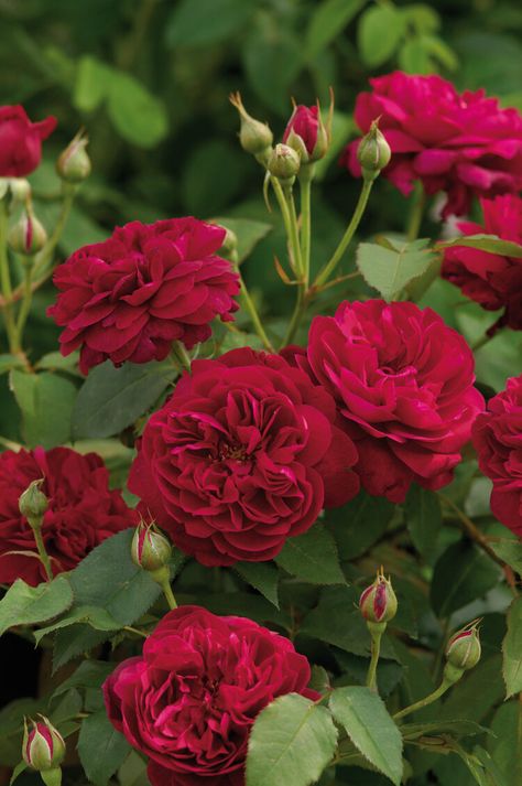 Darcey Bussell Rose, Darcey Bussell, Deadheading Roses, Rosen Beet, Rose Foto, Rose Belle, Austin Rose, Rose Care, Types Of Roses