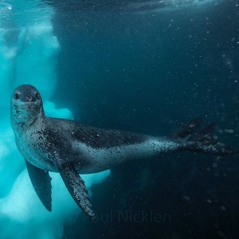 Antarctica feeds my soul, senses and camera more than any other place on Earth. It is all about the wildlife, the encounters and the experiences. In 2006, I had my first interaction with the supposedly fearsome leopard seal. On that expedition, a huge female seal took me under her care for four days and constantly tried to feed me penguins. I have been in the water with hundreds of leopard seals since and I have never known the leopard seal to be anything other than inquisitive, intelligen... Leopard Seal, Water Creatures, Arctic Sea, Arctic Animals, Marine Mammals, Sea Lion, Marine Animals, Ocean Animals, Skagen