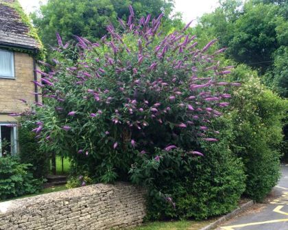 Buddleia Davidii, Buddleja Davidii, Butterfly Bush, Unusual Plants, Ornamental Trees, Evergreen Shrubs, Plant Nursery, Types Of Soil, Rare Plants