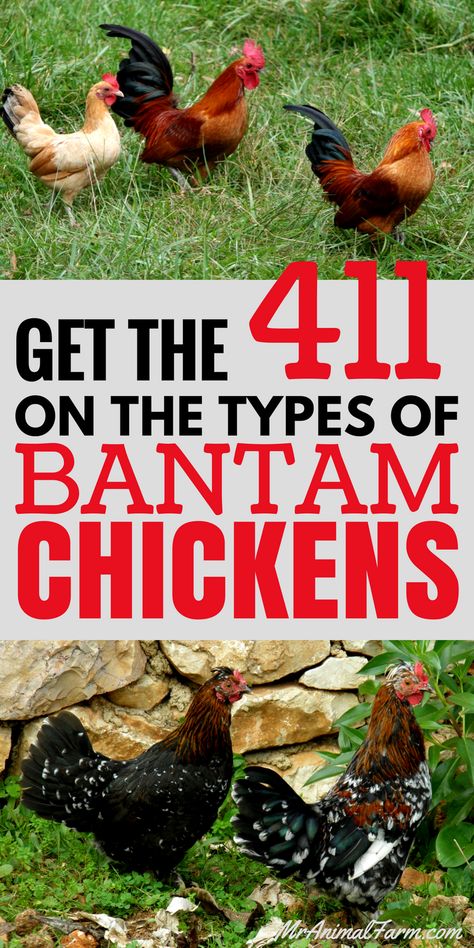 Bantam Chickens. What's the difference between a Bantam chicken and any other chicken? Here's a quick guide to help you figure it out. Bantam Breeds, Bantam Chicken Breeds, Bantam Chicken, Chicken Incubator, Meat Birds, Bantam Chickens, Types Of Chickens, Urban Chickens, Chicken Farming