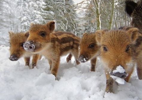 Wild Boar Piglets! So cute it makes your brain turn to mush! Teacup Piggies, Wild Boar Hunting, Wild Pig, Wild Baby, Mini Pigs, Baby Pigs, Wild Boar, Little Pigs, Sweet Animals