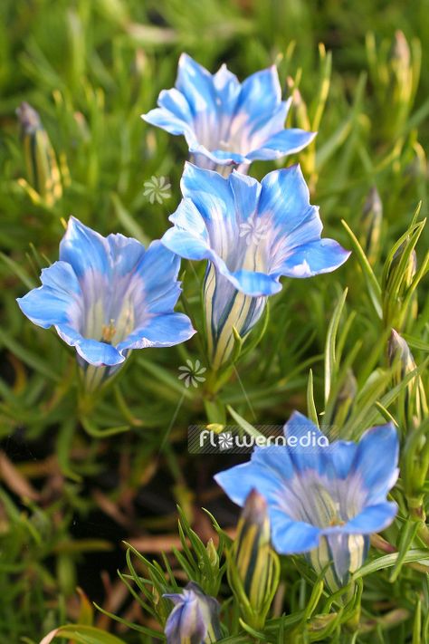 Gentiana sino-ornata 'Grandiosa' - Showy chinese gentian (103488) - flowermedia Gentian Flower, Autumn Rain, Scientific Name, Garden Photography, Pretty Plants, Watercolor Inspiration, Botanical Flowers, Picture Library, Flower Photos