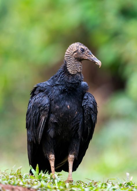 https://flic.kr/p/277zSrG | Black Vulture | Black Vulture  Zopilote Negro  (Coragyps atratus) Black Vultures, Vulture Marvel, Black Vulture, Tattoos Rose, Tattoo Animal, Bird Quotes, Bird Wallpaper, Animal Sketches, Birds Tattoo