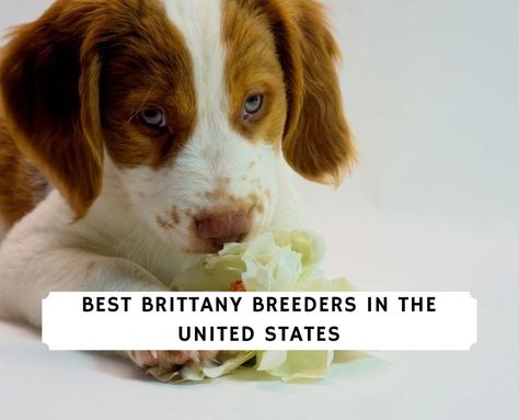 10 Best Brittany Breeders in the United States! (2023) - We Love Doodles Brittany Puppies, French Brittany, Love Doodles, Bird Hunting, Bird Dogs, Crate Training, Sporting Dogs, Hunting Dogs, Dog Kennel