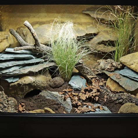 I built two naturalistic vivariums for my leopard geckos, one was 80 gal, one was 60 gal. Here's how I did it (follow the link)

#leopardgeckos #lizards #reptiles #reptileenclosures #leopardgeckotankideas #naturalistictanks #reptiletankideas Leopard Gecko Cage, Gecko Cage, Lizard Cage, Gecko Vivarium, Leopard Gecko Habitat, Leopard Gecko Tank, Gecko Tank, Gecko Habitat, Snake Terrarium