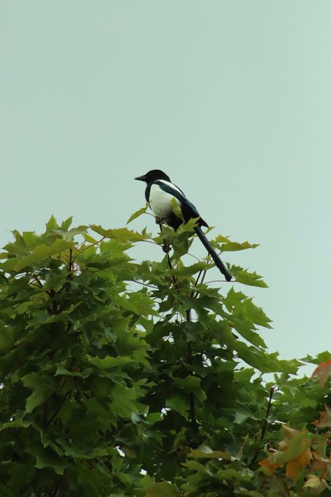 Shot with Canon 77D 75-300mm lens Lens Photography, Magpie, Canon, Photography, Animals