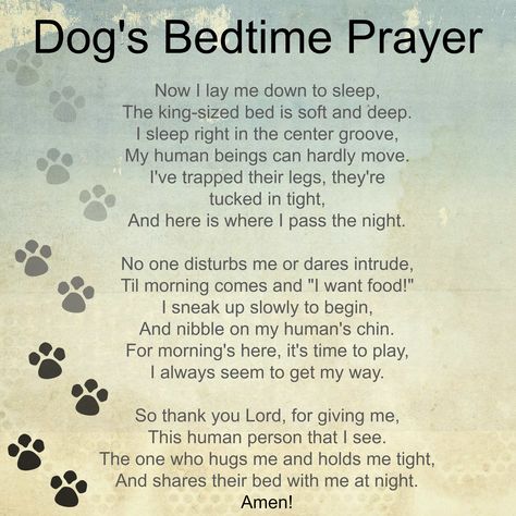 The Dog's Bedtime Prayer - Anonymous  - Design by D4DOGZ A Dogs Prayer, Pet Poems, Dog Poems, Dog Quotes Love, Bedtime Prayer, Dog Heaven, Loss Of Dog, Lay Me Down, Must Love Dogs