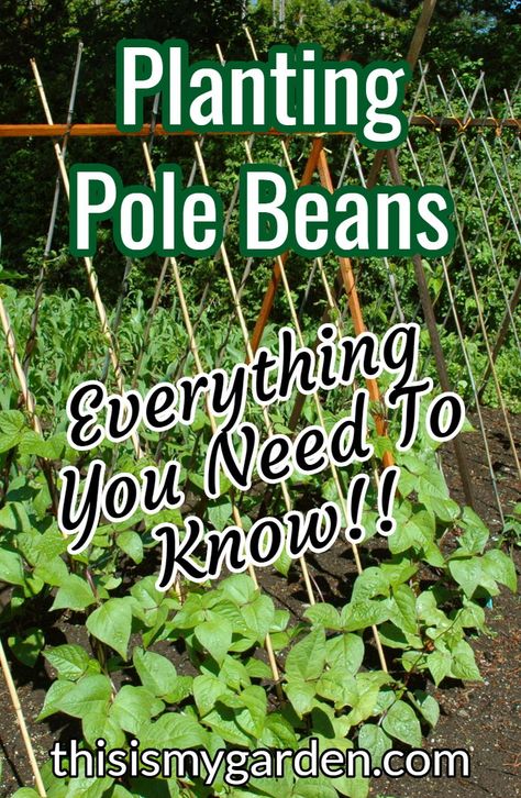 Planting Beans In Garden, Green Bean Garden Ideas, Indiana Gardening Vegetable, Pole Bean Trellis Ideas Diy, Growing Pole Beans Trellis Ideas, Long Beans Garden, Bean Poles Ideas Trellis, Growing Beans In Garden, Pole Beans Growing