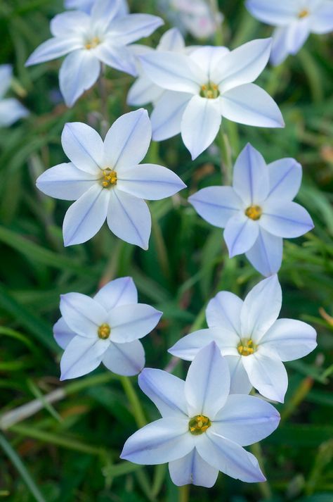 Spring Starflower, Tapestry Lawn, Blue Star Flower, Star Plant, Indoor Flowering Plants, Painting The Roses Red, Little Rock Arkansas, Flower Icons, Garden Bulbs