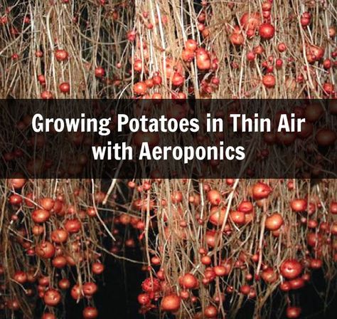 One of the projects that the CIP has been developing as a sustainable farming method is growing potatoes using aeroponics.  Aeroponic growing is a soilless method where plants are grown supported at the top with their roots hanging into a box. Mini Aquaponics, Aquaponics Design, Aeroponic System, Aquaponics Greenhouse, Hydroponic Farming, Aquaponic Gardening, Growing Potatoes, Aquaponics System, Sustainable Farming