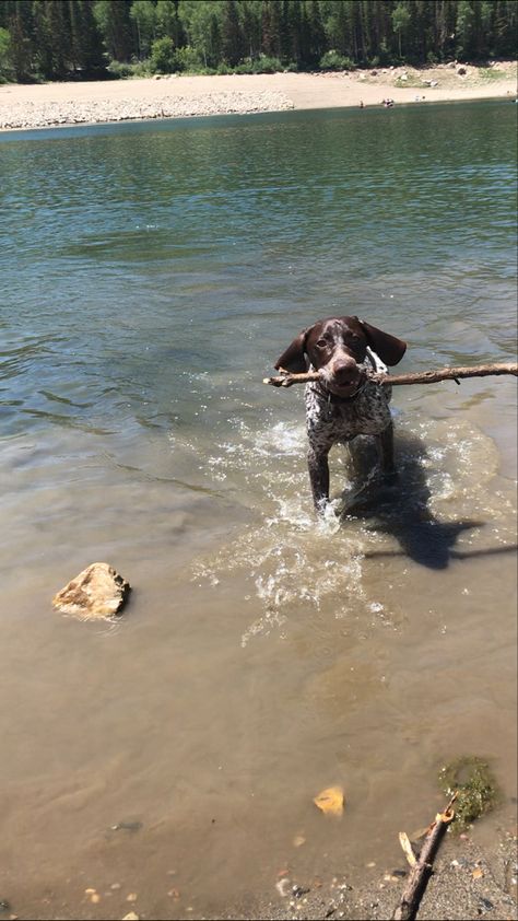 Gsp Aesthetic, Gsp Puppy, Gsp Puppies, German Shorthaired Pointer, Future Plans, Swimming, Puppies, Dogs, Water