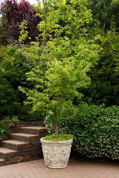 Potted Trees Patio, Trees In Containers, Pergola Shade Diy, Gardening Containers, Diy Container Gardening, Court Yard, Patio Trees, Container Ideas, Potted Trees