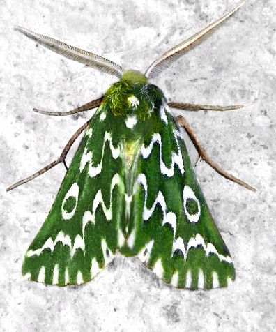 Yellow Moth, Green Moth, Moth Species, Colorful Moths, Cute Moth, Small Moths, Cool Insects, Butterfly Species, Moth Art