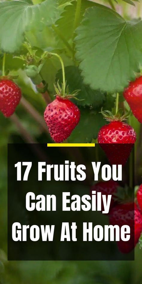 17 Fruits You Can Easily Grow At Home Growing Passion Fruit, Container Gardening Fruit, Growing Melons, How To Grow Bananas, Growing Pineapple, Growing Grapes, Citrus Trees, Peat Moss, Traditional Garden