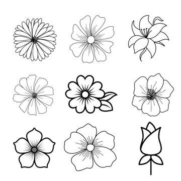 Drawable Flowers, Different Type Of Flowers Drawings, Doodle Flower Drawings, 2d Flower Drawing, Types Of Flowers Sketch, All Types Of Flowers Drawing, Type Of Flowers Drawing, Flower Line Sketch, Cluster Of Flowers Drawing