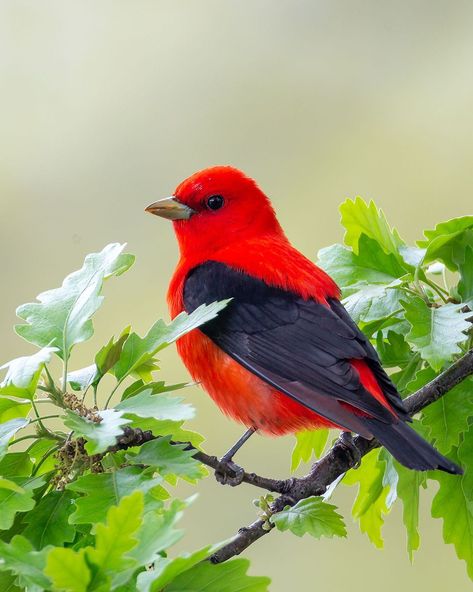 Exterior House Lights, Scarlet Tanager, Most Beautiful Birds, Exotic Bird, Bird Wallpaper, Nature Birds, Tropical Birds, Pretty Birds, Beautiful Scenery Nature